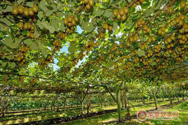 猕猴桃种植加盟